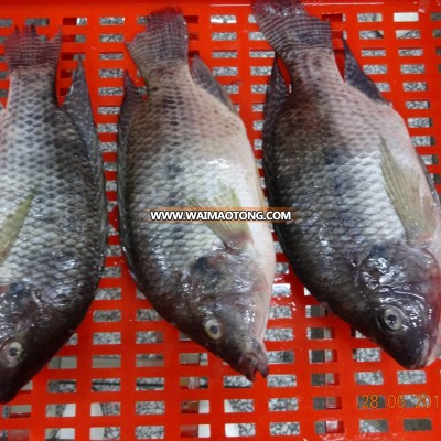 IFQ Tilapia mossambica