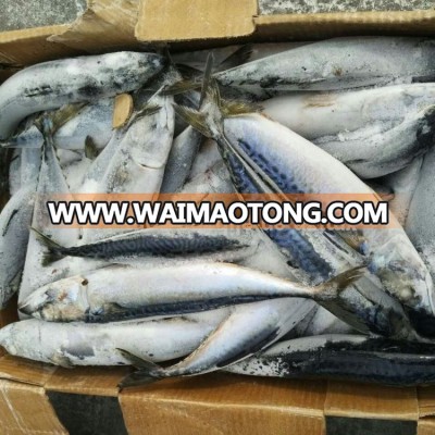 Pacific Mackerel seafrozen(scomber japonicus)