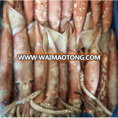 BQF Fresh Frozen Tordarodes Squid 200-300g/pcs