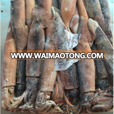 BQF Fresh Frozen illex Squid Whole round 200-300g/pcs