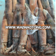 BQF Fresh Frozen illex Squid Whole round 200-300g/pcs