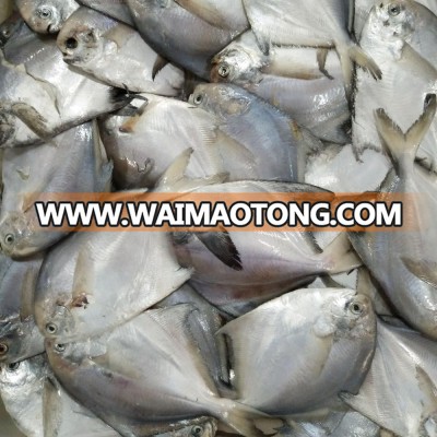 Good quality of butterfish