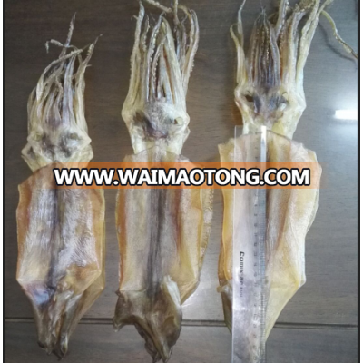 Fresh Frozen Dried illex Squid Whole round